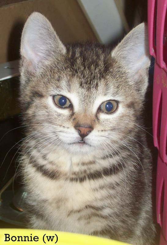 Kätzin Bonnie / © 2014 Privat