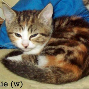 Kätzin Sunnie / © 2014 Privat