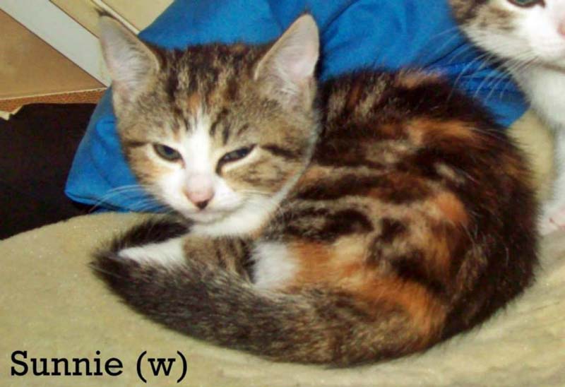 Kätzin Sunnie / © 2014 Privat