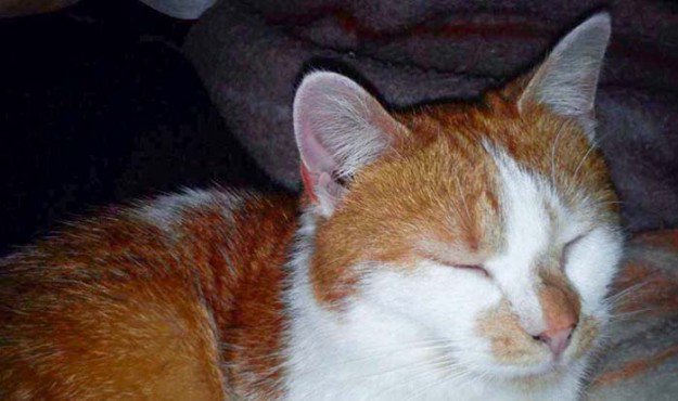 Kätzin Jolina im neuen Zuhause / © 2014 Privat