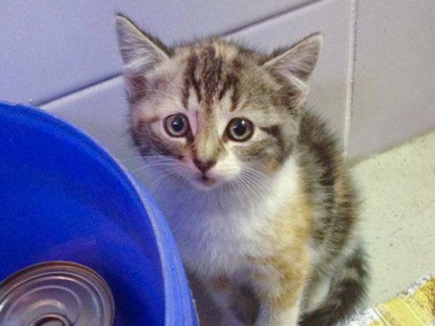 Das kleine Juli-Fundkätzchen vom Herkules-Parkplatz / © 2014 Privat