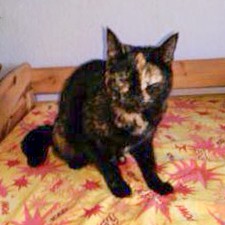 Schildpattfarbene Fundkätzin aus Mengeringhausen / © 2014 Privat