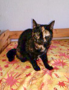 Schildpattfarbene Fundkätzin aus Mengeringhausen / © 2014 Privat