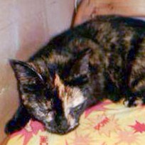 Schildpattfarbene Fundkätzin aus Mengeringhausen / © 2014 Privat