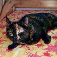 Schildpattfarbene Fundkätzin aus Mengeringhausen / © 2014 Privat