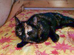 Schildpattfarbene Fundkätzin aus Mengeringhausen / © 2014 Privat