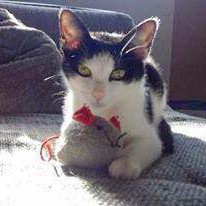 Katzengeschwister Mira und Balu / © 2014 Privat