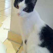 Katzengeschwister Mira und Balu / © 2014 Privat