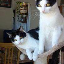 Katzengeschwister Mira und Balu / © 2014 Privat