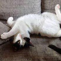 Katzengeschwister Mira und Balu / © 2014 Privat