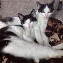Katzengeschwister Mira und Balu / © 2014 Privat