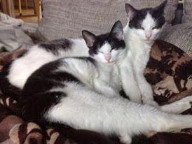 Katzengeschwister Mira und Balu / © 2014 Privat