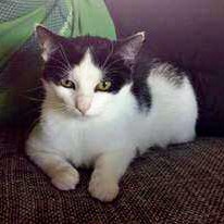 Katzengeschwister Mira und Balu / © 2014 Privat