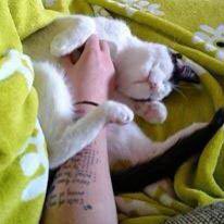 Katzengeschwister Mira und Balu / © 2014 Privat