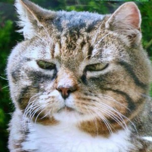 Fundkater aus Usseln / © Katzengruppe Usseln 2014