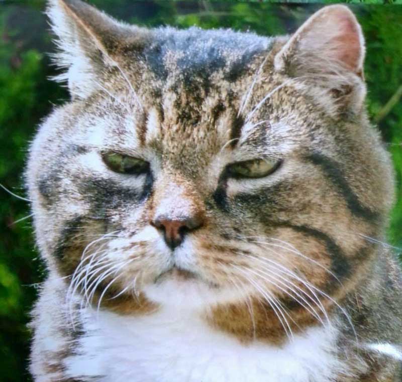 Fundkater aus Usseln / © Katzengruppe Usseln 2014