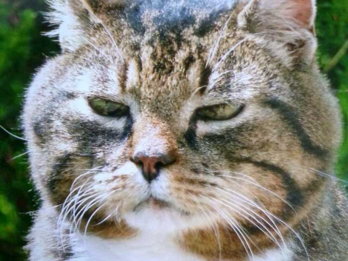 Fundkater aus Usseln / © Katzengruppe Usseln 2014