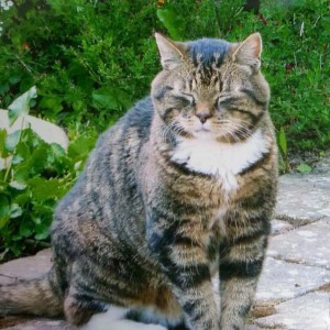 Fundkater aus Usseln / © Katzengruppe Usseln 2014