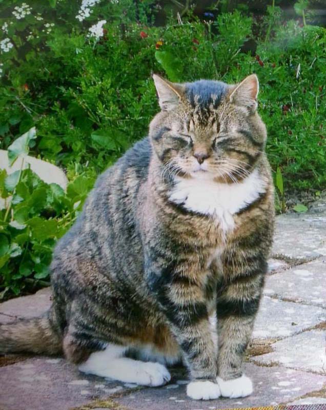 Fundkater aus Usseln / © Katzengruppe Usseln 2014