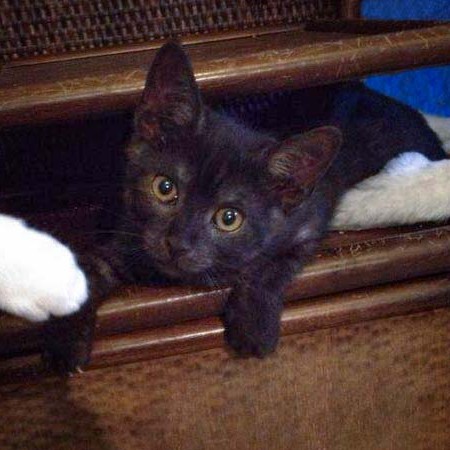 Kater Eddi / © 2014 Arche KaNaum (DN)