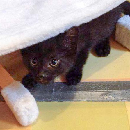 Kater Eddi / © 2014 Arche KaNaum (DN)