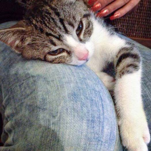 Kater Pino Kater Pino / © 2014 Arche KaNaum (DN)