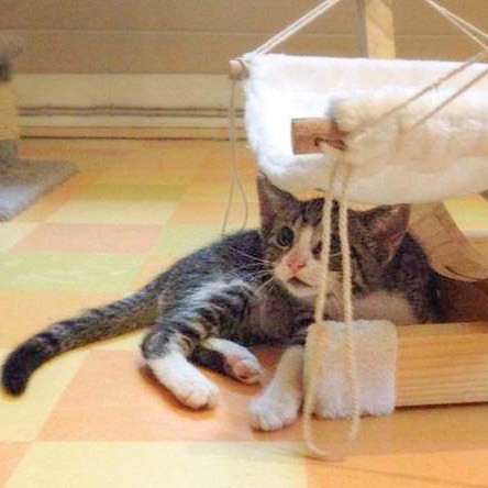 Kater Pino Kater Pino / © 2014 Arche KaNaum (DN)