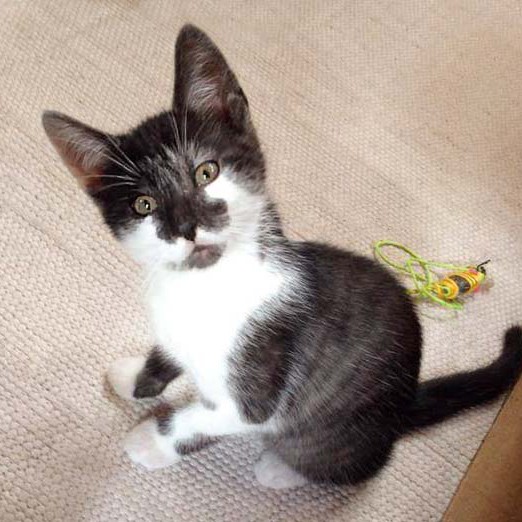 Kater Henry / © 2014 Arche KaNaum (DN)