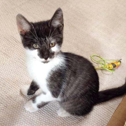 Kater Henry / © 2014 Arche KaNaum (DN)