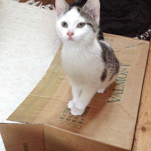 Kätzin Marie Kätzin Marie / © 2014 Arche KaNaum (DN)