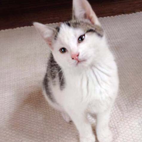 Kätzin Marie / © 2014 Arche KaNaum (DN) Kätzin Marie / © 2014 Arche KaNaum (DN)