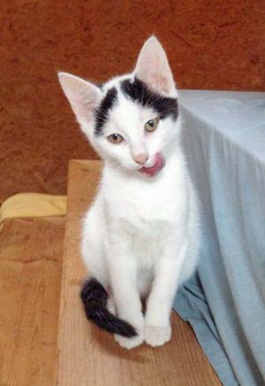 Kater Olli / © 2014 Arche KaNaum (DN)