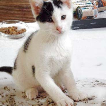 Kater Rudi räumt auf ... / © 2014 Arche KaNaum (DN)