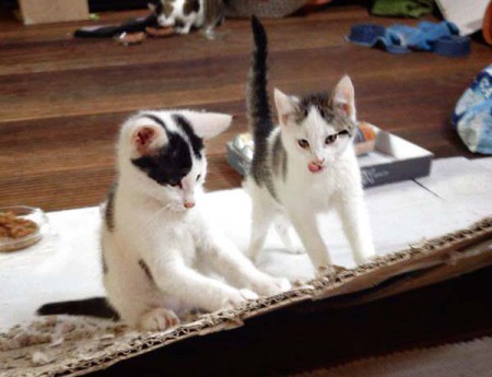 Kater Rudi (l.) mit Schwester Marie / © 2014 Arche KaNaum (DN)