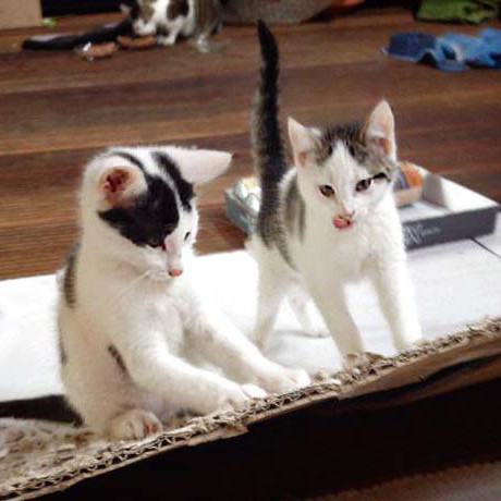 Kater Rudi (l.) mit Schwester Marie Kater Rudi (l.) mit Schwester Marie / © 2014 Arche KaNaum (DN)