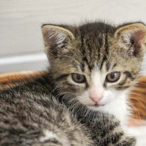 Kater Pino Kater Pino / © 2014 Arche KaNaum (DN)