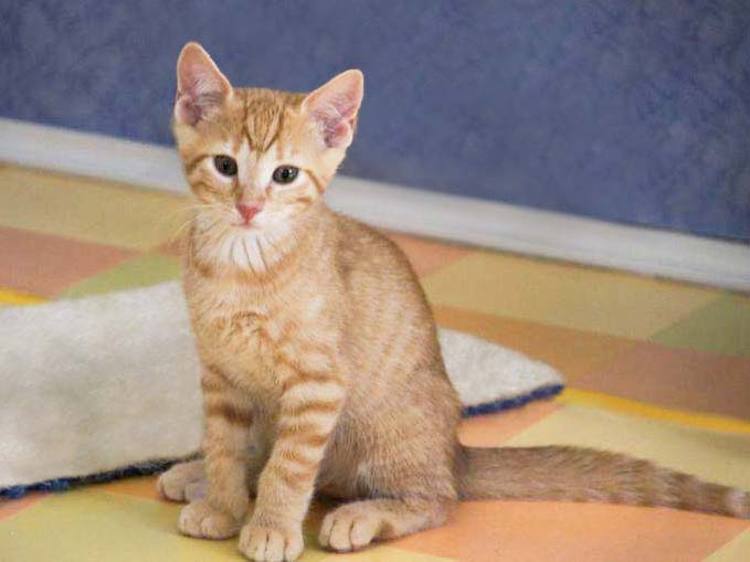 Kater Morgan / © 2014 Arche KaNaum (DN)