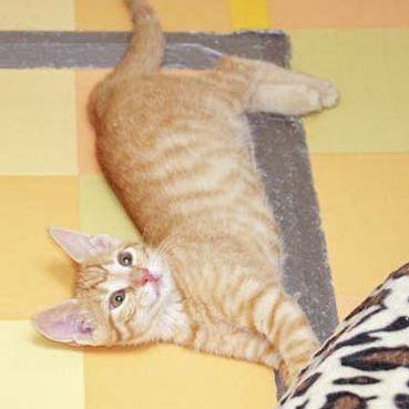 Kater Morgan Kater Morgan / © 2014 Arche KaNaum (DN)