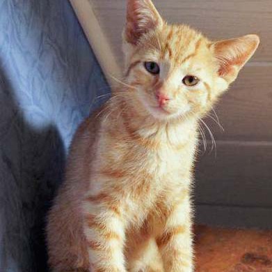 Kater Spencer / © 2014 Arche KaNaum (DN)