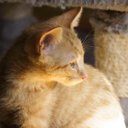 Kater Spencer / © 2014 Arche KaNaum (DN)