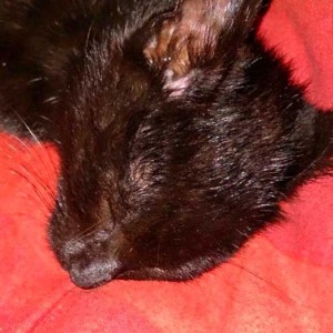 Kater Diego Kater Diego / © 2014 Privat