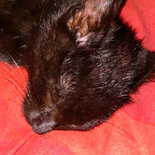 Kater Diego / © 2014 Privat