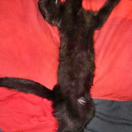 Kater Diego / © 2014 Privat