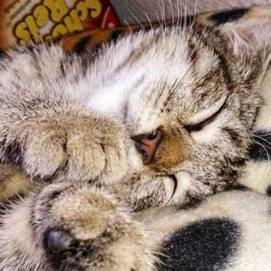 Kätzin Shia Kätzin Shia / © 2014 Privat