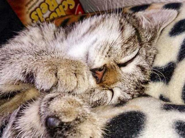 Kätzin Shia / © 2014 Privat