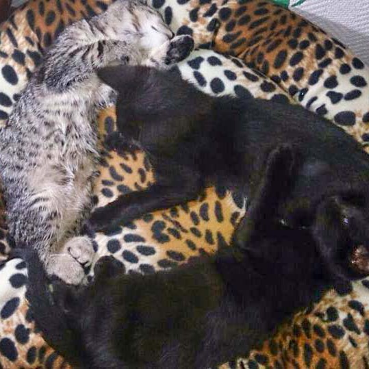 Kätzinnen Shia (l.) und Snow mit Bruder Diego / © 2014 Privat