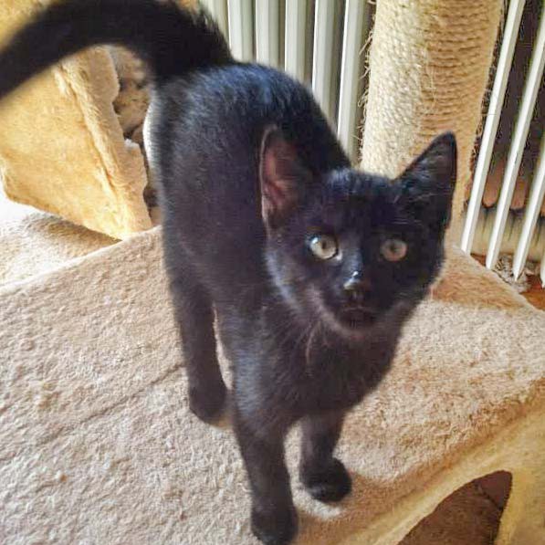 Kater Diego / © 2014 Arche KaNaum (DN)