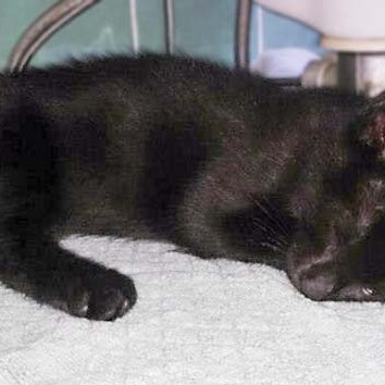 Kater Diego / © 2014 Arche KaNaum (DN)