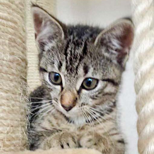 Kätzin Shia / © 2014 Arche KaNaum (DN)