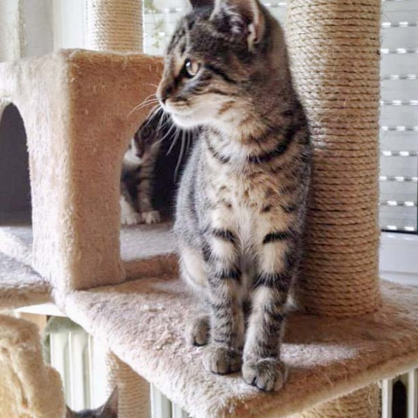 Kätzin Shia / © 2014 Arche KaNaum (DN)